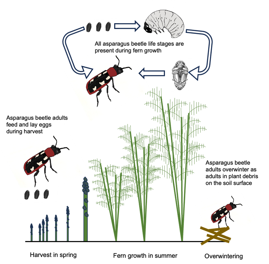 Illustration of the life cycle of an asparagus beetle.